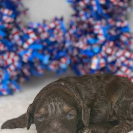 Australian Labradoodle Puppies from Walls Family Doodles