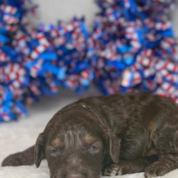 Australian Labradoodle Puppies from Walls Family Doodles