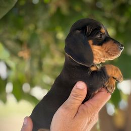 Sissy - Black and tan female Dachshund puppy in Valley Center, California from Ranchy Doxies