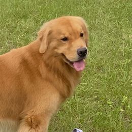 Golden Retrievers from Kesher Goldens