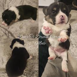 Boy 2 - Black and tan male Pembroke Welsh Corgi puppy in Ridgeville, Indiana from Bonvillian Pups