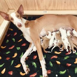 Ibizan Hound Puppies from L-Wynd / DavaL-Wynd Ibizans