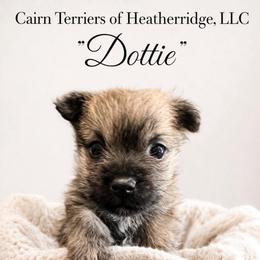 Dottie - Wheaten brindle female Cairn Terrier puppy in Pottersville, Missouri from Cairn Terriers of Heatherridge,LLC