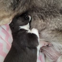 Siberian Husky Puppies from Current River Siberians