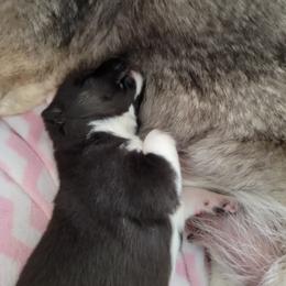 Siberian Husky Puppies from Current River Siberians
