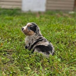 Roscoe - Blue merle male Australian Shepherd puppy in Fort Myers, Florida from U Cross Australian Shepherds