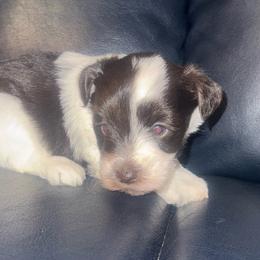 Rex - Parti male Miniature Schnauzer puppy in Salisbury, North Carolina from Truffle Tail Schnauzers
