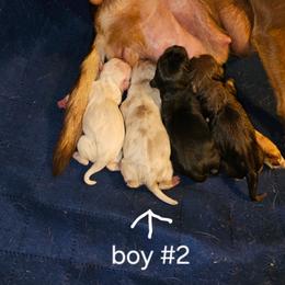 Boy 2 - Merle male Chihuahua puppy in Meridian, Oklahoma from Crazy Love Kennels