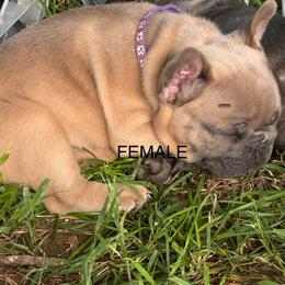 French Bulldog Puppies from Josh Hansen