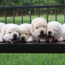 Labrador Retriever puppies from Pride Rock Labradors