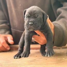 Chocolate pie - Black male Cane Corso puppy in Ranger, Texas from Luna Rossa Cane Corso