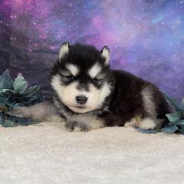 Zodi (zodiac) - Black and white male Alaskan Malamute puppy in Spokane, Washington from Asgard Wooly Malamutes
