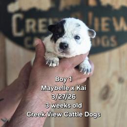 Boy 1 - Blue mottled male Australian Cattle Dog puppy in Monroe, North Carolina from Creek View Cattle Dogs