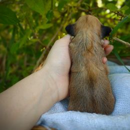 Companion Cross, Havanese, Mal-Shi, Maltese, Maltipoo, Morkie, and Shih Tzu Puppies from Seeking Shalom Acres Maltese, Maltipoos & Havamalts