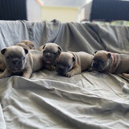 French Bulldogs from Dussé Frenchie