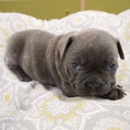 French Bulldog Puppies from French Pup
