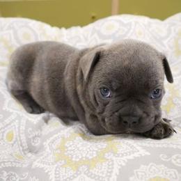 French Bulldog Puppies from French Pup