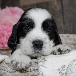 Baker - Black and white male English Springer Spaniel puppy in Winchester, Kentucky from Hidden Springs Farm