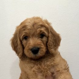 Goldendoodle Puppies from Ankeny Doodles