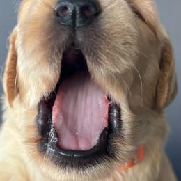 Mandy - Golden female Golden Retriever puppy in Vail, Arizona from Retrievers Gold AZ