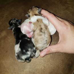 Pomeranian puppies from Kudzu Kountry Furbabies