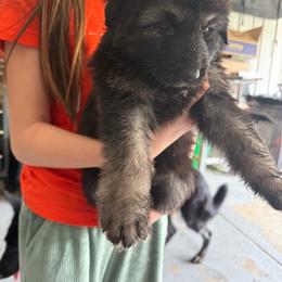 White girl - Black and tan female German Shepherd puppy in Tipp City, Ohio from Urekar Haus