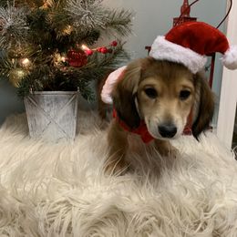 Dachshund Puppies from Sugar Creek Mini Doxies