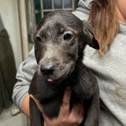 Cypress - Charcoal Dilute Retriever puppy in Somerset, Pennsylvania from Chickentown Labradors