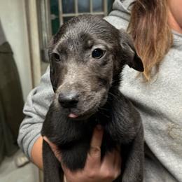 Cypress - Charcoal Dilute Retriever puppy in Somerset, Pennsylvania from Chickentown Labradors