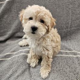 Muffin - Fawn female Havapoo puppy in Louisville, Kentucky from Derbyville Havapoos