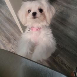 Maltese Puppies from Little Sweetheart Puppies