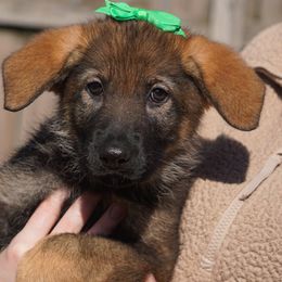 German Shepherd Puppies from West Haus Shepherds