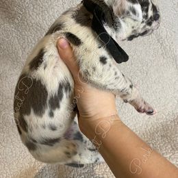 Great Dane Puppies from Parker's Great Danes
