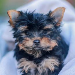 Charming Girl - Blue and gold female Yorkshire Terrier puppy in Stanton, California from Essence of Grace Yorkies