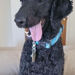 Poodle All Grown Up from Simply Amazing Poodles