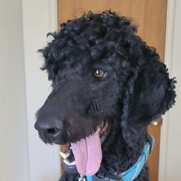 Poodle All Grown Up from Simply Amazing Poodles