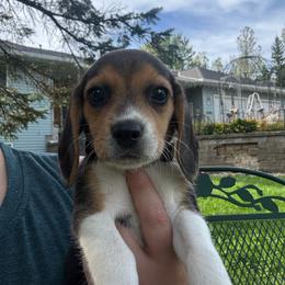 Sunny - Black white and tan female Beagle puppy in St. Cloud, Minnesota from Beagle Blessings