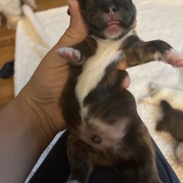 Boy 1 - Brindle male Companion Cross puppy in Kettering, Ohio from The Ruff Life Tribe