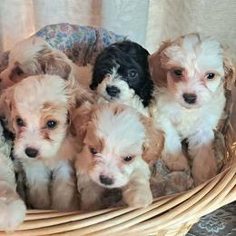 Cavapoo and Sheepadoodle Puppies from Kelley's Goldens Poodles and Doodles