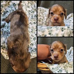 Cream Dapple - Cream male Dachshund puppy in Panama City Fl, Florida from Southern Bliss Doxies