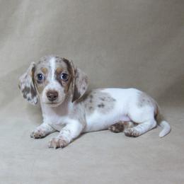 Sparky - Dapple male Dachshund puppy in Pana, Illinois from Doxie Waggin Tails
