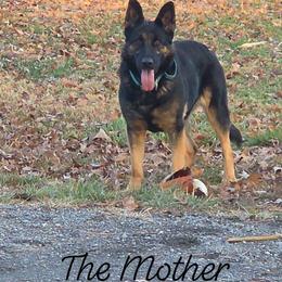 German Shepherd puppies from Legacy Lane Kennels