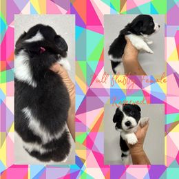 Allie - Black and white female American Corgi puppy in Hico, Texas from Chisholm Trail Kennels