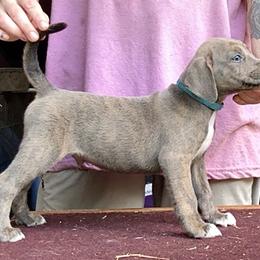 Blue Collar M - Blue male Mountain Cur puppy in Georgetown, Ohio from Walnut Ridge Mountain Curs