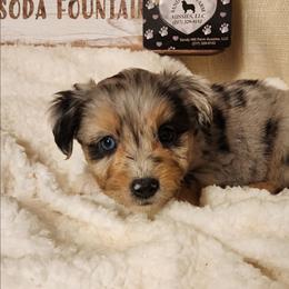 Bandit - Blue merle male Aussiedoodle puppy in Logansport, Indiana from Sandy Hill Farm Aussies, LLC