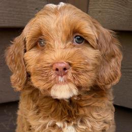 Mr Green - Caramel red male Australian Labradoodle puppy in Mount Gilead, North Carolina from Tillery Labradoodles