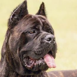 Legacy - Cane Corso