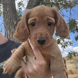 Biscuit - Red male Dachshund puppy in Castle Rock, Colorado from Dachsunds of Denver
