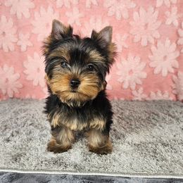 PUP 2 - Black and tan female Yorkshire Terrier puppy in Polk City, Florida from Yorkies by Casey