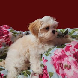 Shih Tzu Puppies from Pure Beauty Shih Tzu Pups